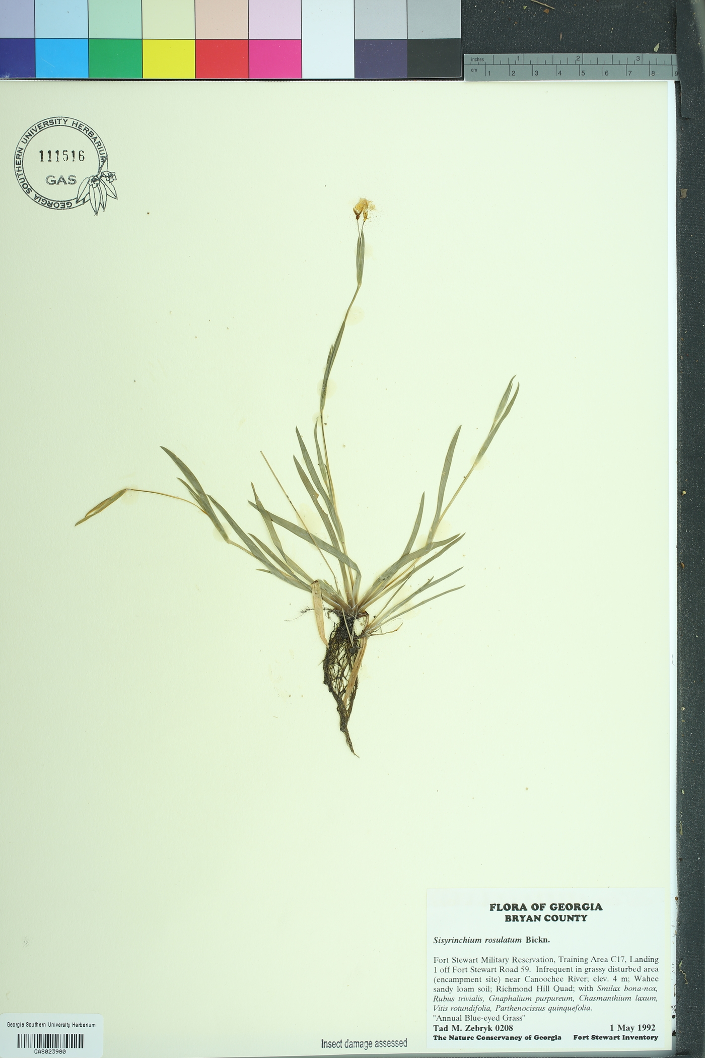 Sisyrinchium rosulatum image