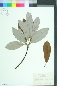 Magnolia virginiana image