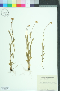 Polygala lutea image