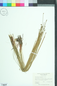 Eleocharis tricostata image