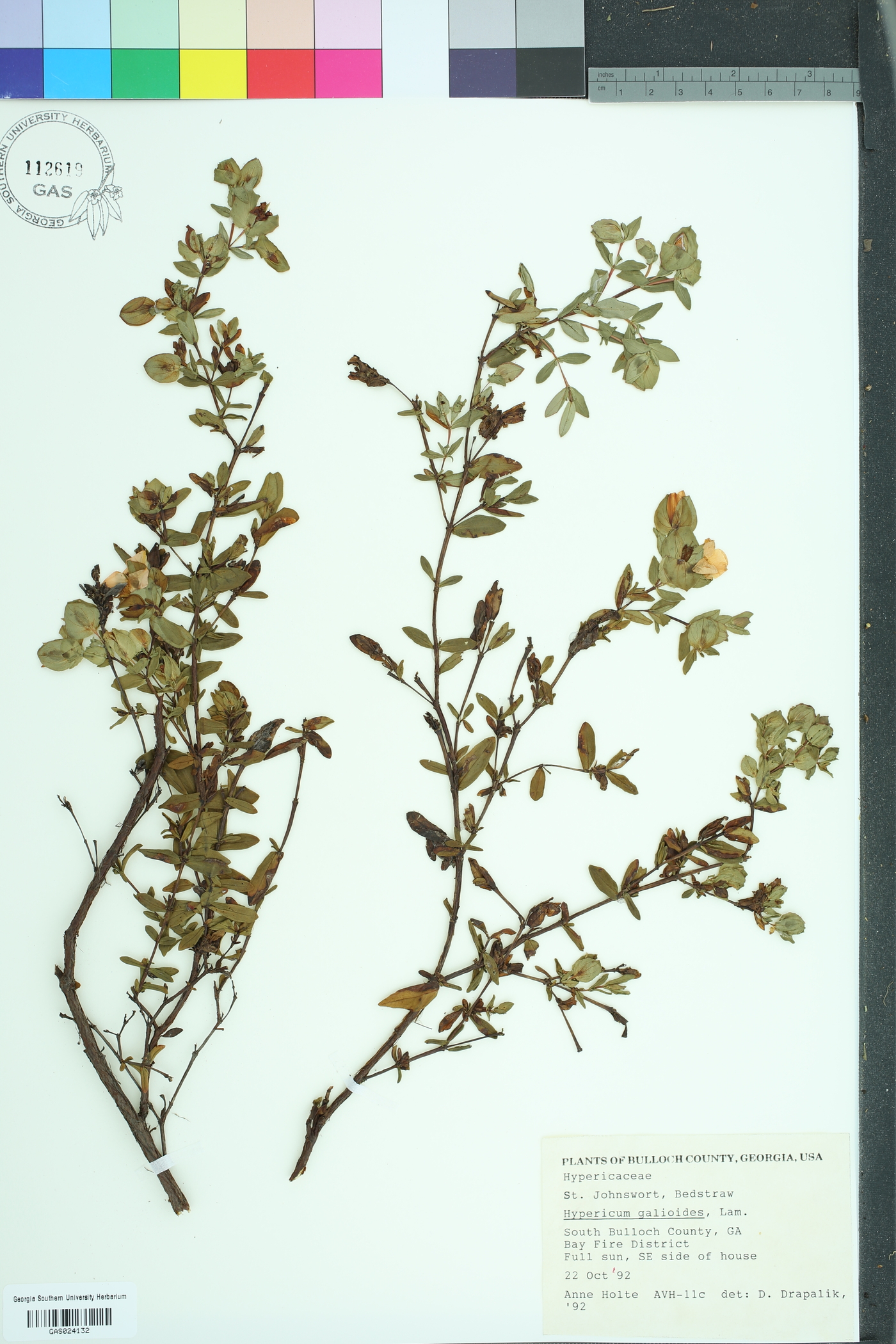 Hypericum galioides image