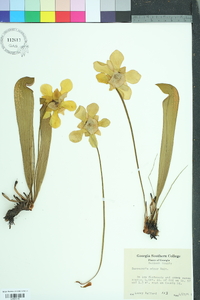 Sarracenia minor image