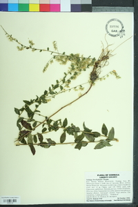 Solidago brachyphylla image