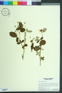 Rubus cuneifolius image