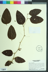 Smilax walteri image