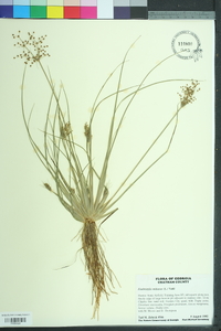 Fimbristylis miliacea image