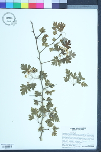 Crataegus marshallii image