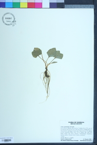 Viola septemloba image