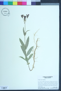 Verbena rigida image