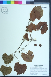 Vitis rotundifolia image