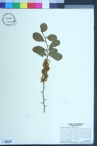 Sideroxylon lanuginosum lanuginosum image