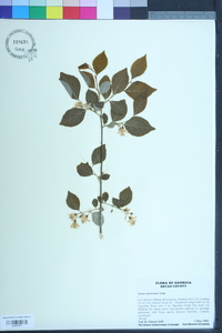 Styrax americanus image