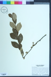 Styrax americanus image