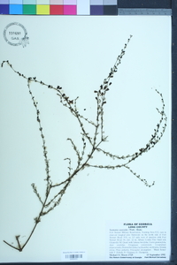 Seymeria cassioides image