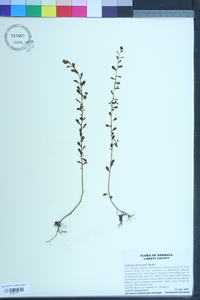 Ludwigia microcarpa image