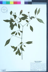 Forestiera acuminata image