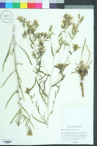 Mentzelia multiflora image