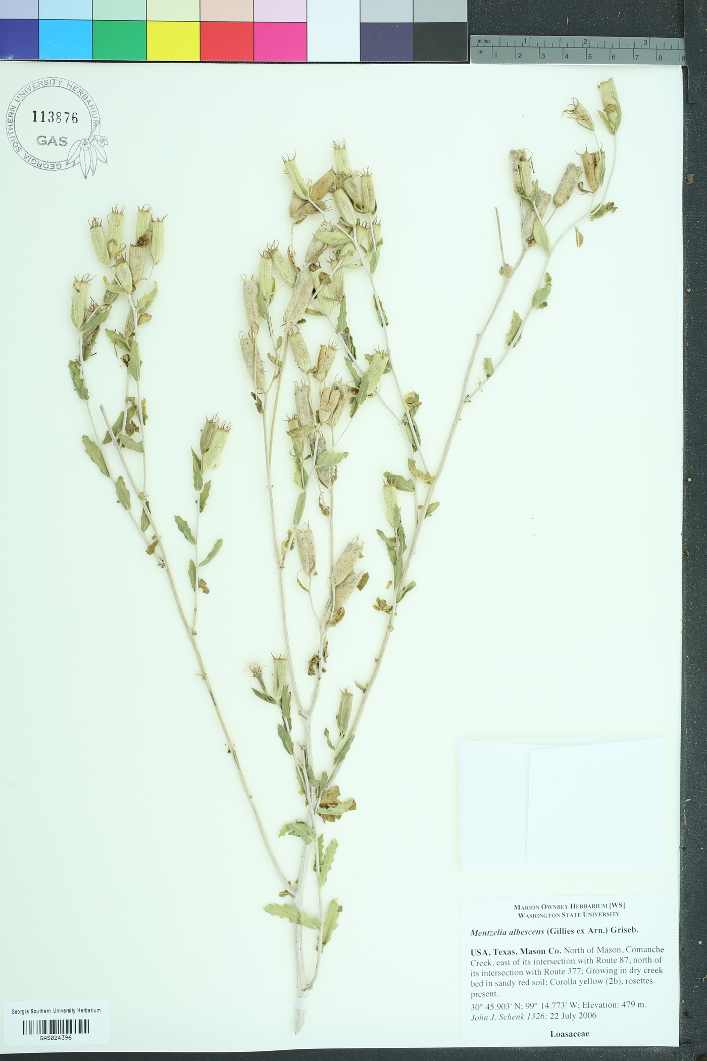 Mentzelia albescens image