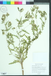 Mentzelia multiflora image