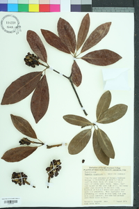 Magnolia virginiana image