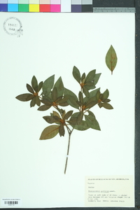 Rhododendron pulchrum image