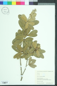 Quercus virginiana image