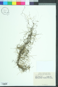 Tillandsia usneoides image