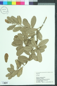 Quercus virginiana image