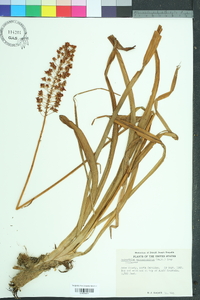 Amianthium muscitoxicum image