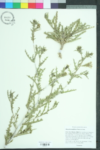 Mentzelia multiflora image