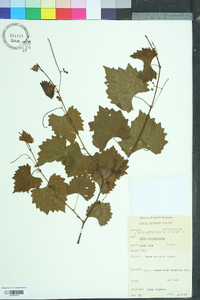 Vitis rotundifolia image