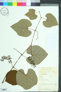 Vitis labrusca image