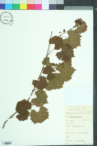 Vitis rotundifolia image