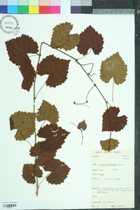 Vitis rotundifolia image