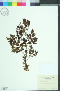 Ampelopsis arborea image