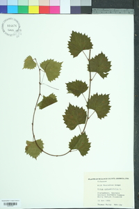 Vitis rotundifolia image