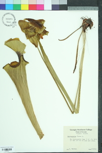 Sarracenia flava image