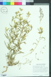 Mentzelia humilis image