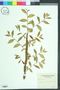 Ulmus alata image