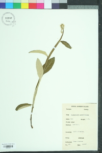 Pterocaulon pycnostachyum image