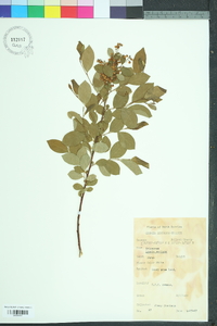 Lyonia mariana image