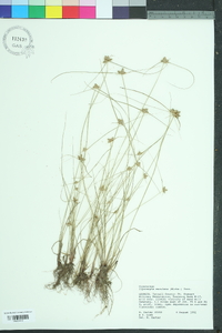 Cyperus neotropicalis image