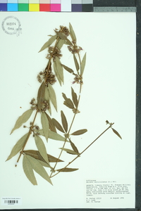 Decodon verticillatus image