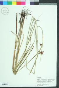 Scleria baldwinii image