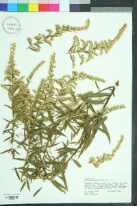 Solidago leavenworthii image