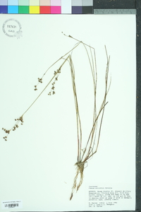 Juncus elliottii image