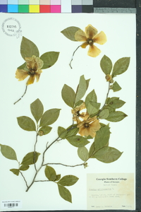 Stewartia malacodendron image