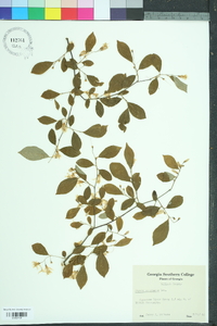 Styrax americanus image