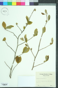 Stewartia malacodendron image