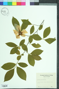 Stewartia malacodendron image